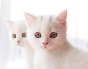 British breed kitten