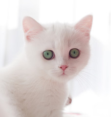 Portrait of British Shorthair Kitten sitting
