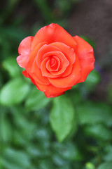 Beautiful rose in garden