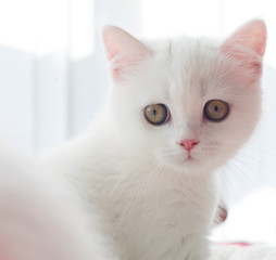 Obraz premium British breed kitten