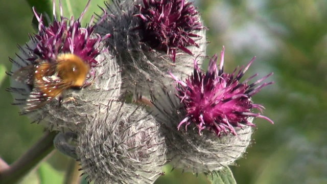 Great Burdock (Arctium lappa) medical  flowers and bumblebee