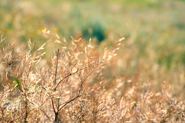 Wild plant in field