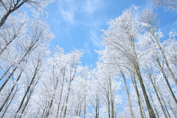 Winter, Wald, Neuschnee