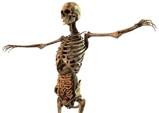 human skeleton with detailed anatomy organs