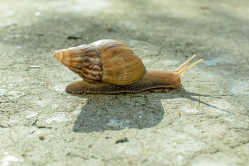 Snail crawling on the ground.