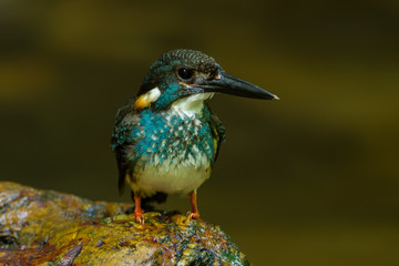 Front side close up of rare bird Blue-banded Kingfisher