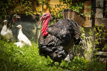 Beautiful turkey-cock in the yard on grass