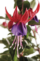 Fuchsia , close-up