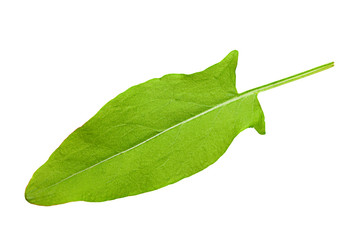 One sorrel leaf