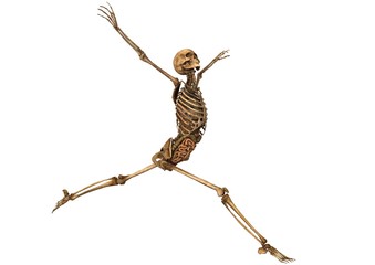 female skeleton with detailed anatomy organs