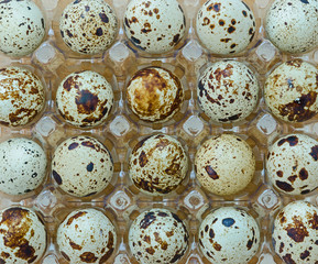 group of quail eggs in a transparent tray