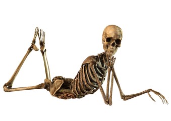 female skeleton with detailed anatomy organs - 67913604