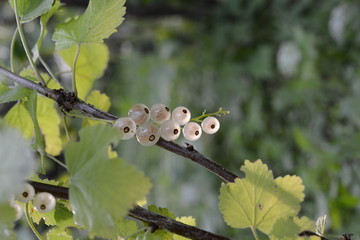 Weisse Johannisbeere