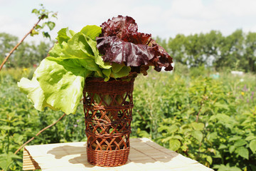 Lettuce leaves