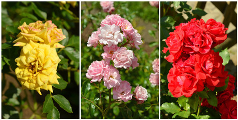 verschiedene Rosensorten