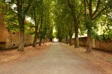 camino entre arboles