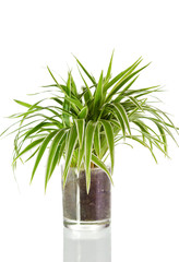 House Plant