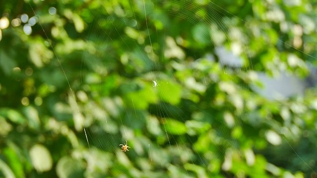 hard-working cross spider (araneus diadematus)