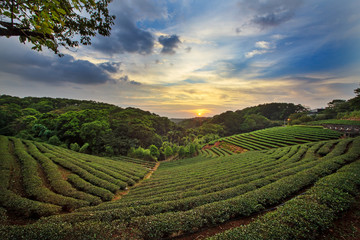 tea plantation landscape sunset - obrazy, fototapety, plakaty