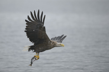 Eagle with Prey.