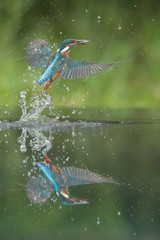 Kingfisher with catch.