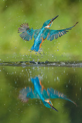 Kingfisher