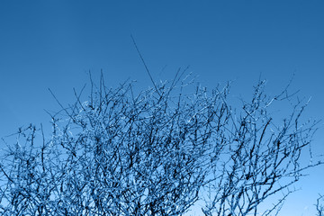 bare blackthorn tree branches
