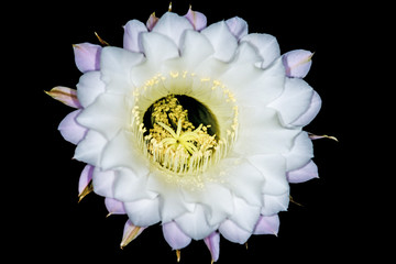 blühender Echinopsis eyriesii