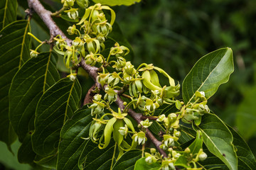 Ylang-Ylang