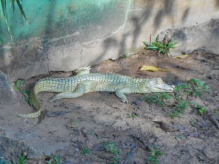Crocodile reptile