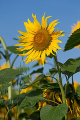 Beautiful sunflowers against blue sky
