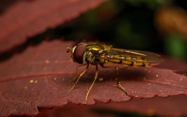 A Hoverfly on a Acer plant