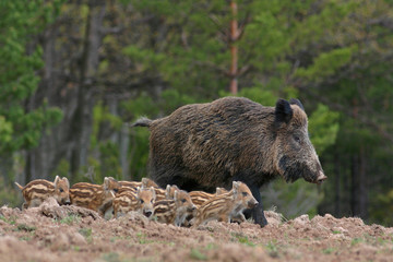 Boar and its young in the forest