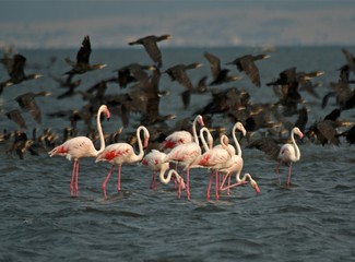 Flamingos