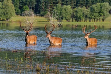 Deers in the water