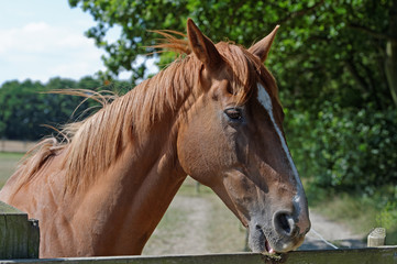 Chestnut Horse Biting a Paddock Fence