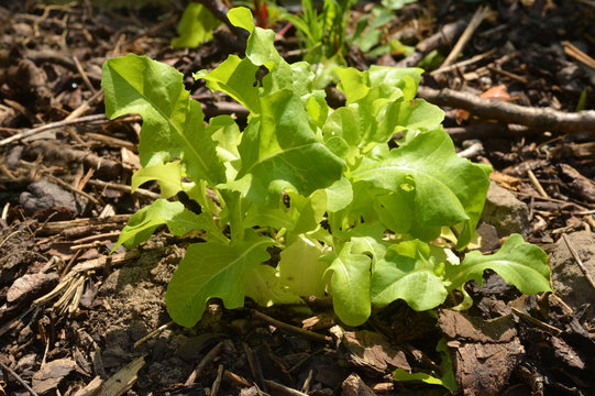 natural Salat growing outside
