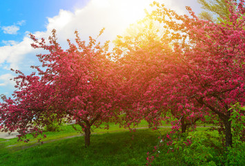 Blossom garden