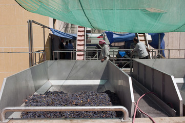 Weinlese Libanon