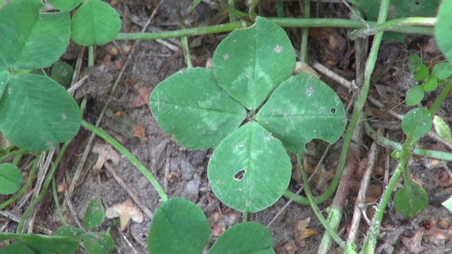 lucky four leaf clover on summer garden yard