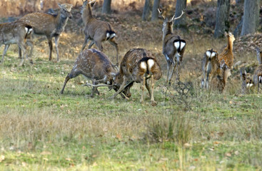 Spotted deer
