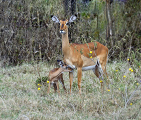 Gazelle Impala