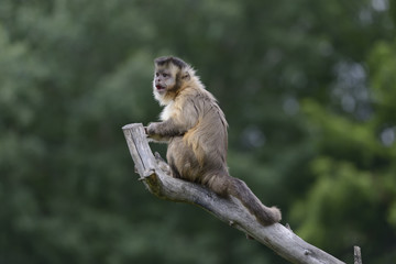 Capuchin