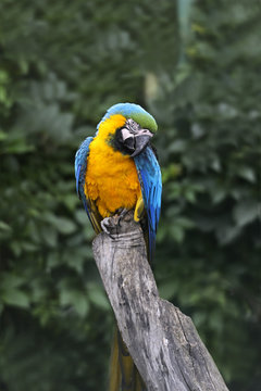 Fototapeta Parrot bird