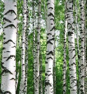 White birch trunks in summer sunny forest