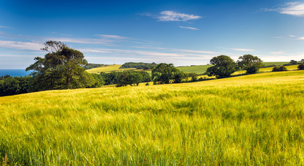 Summer Barley Fields