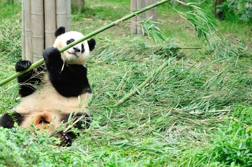 Naklejka premium giant panda eat bamboo tree leaf