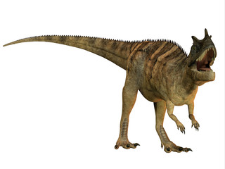 Ceratosaurus on White