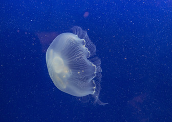 Jelly-fish Close-up
