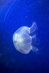 Fototapeta na wymiar Jelly-fish Close-up